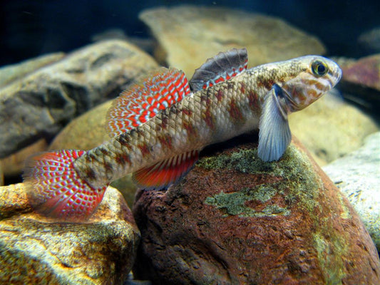 News from the Freshwater Aquarium