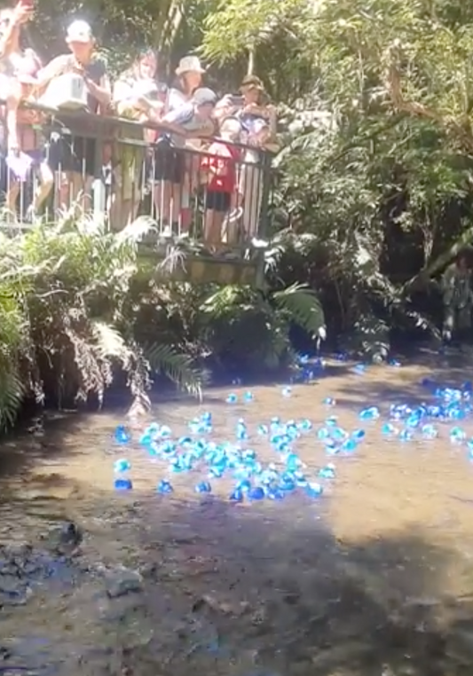 Blue Duck Race